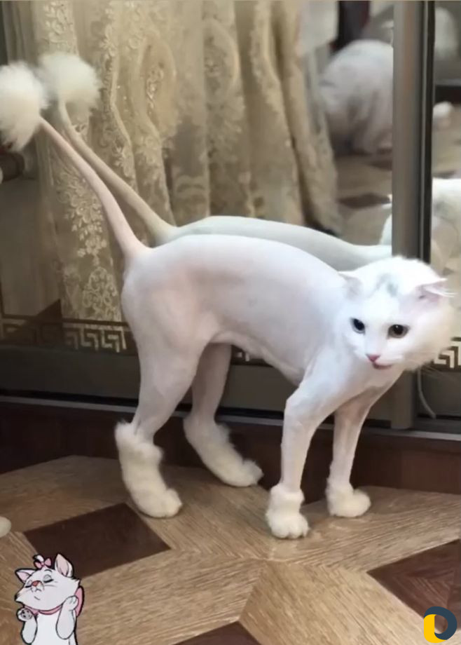 Стрижка кошек. Груминг