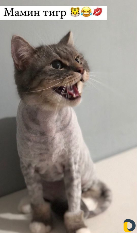 Стрижка кошек. Груминг