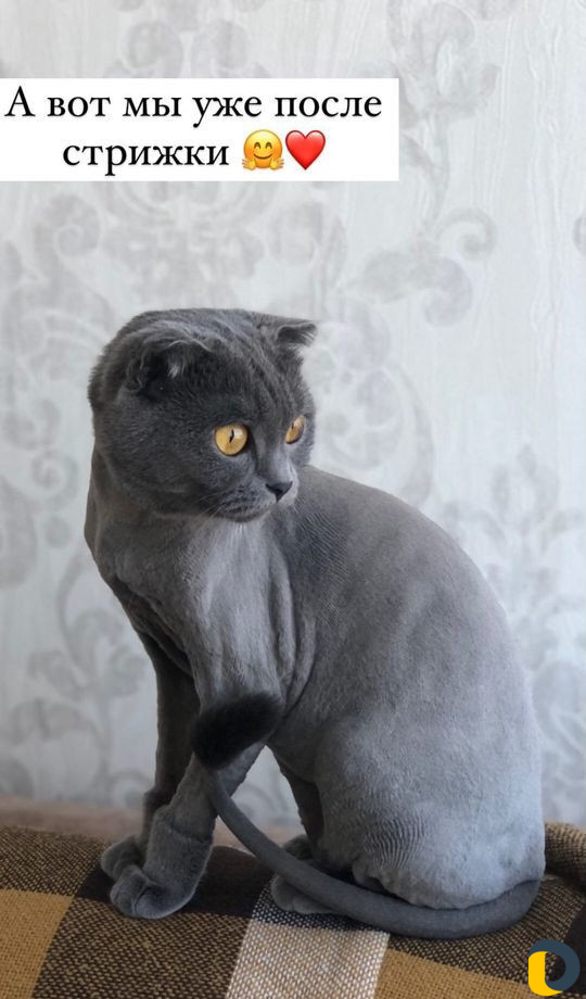 Стрижка кошек. Груминг