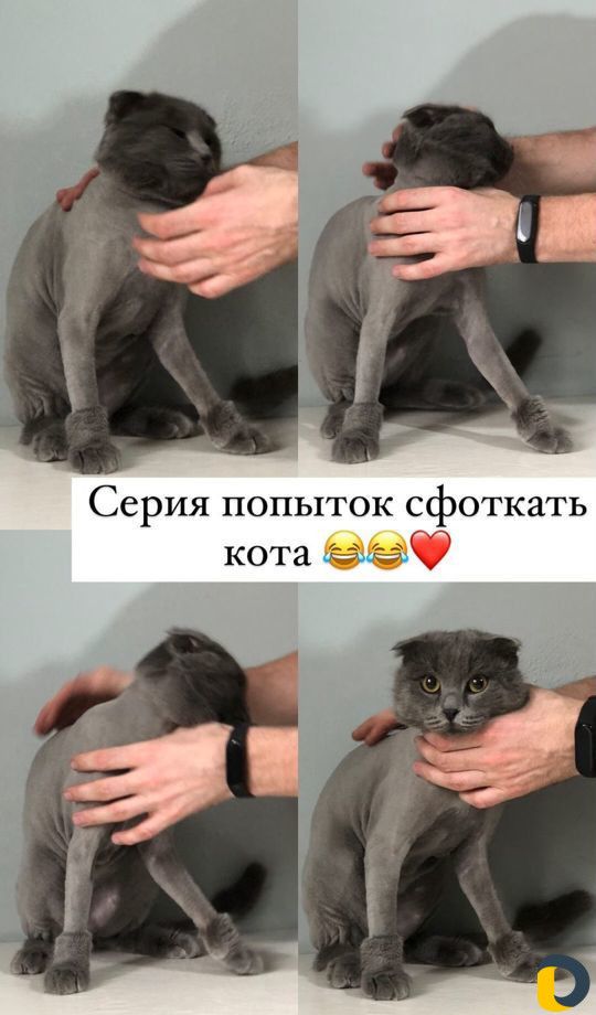 Стрижка кошек. Груминг