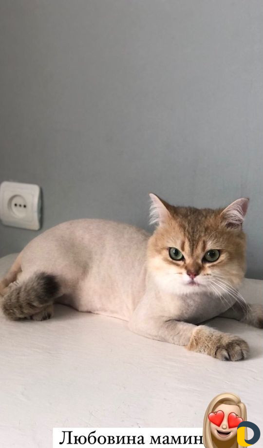Стрижка кошек. Груминг