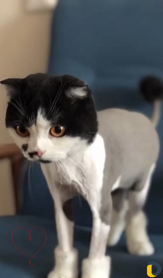 Стрижка кошек. Груминг