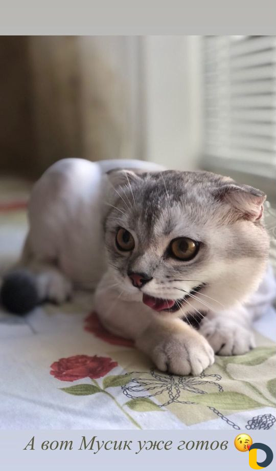 Стрижка кошек. Груминг