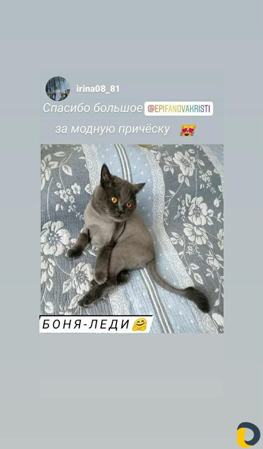 Стрижка кошек и собак. Профессиональные инструмент
