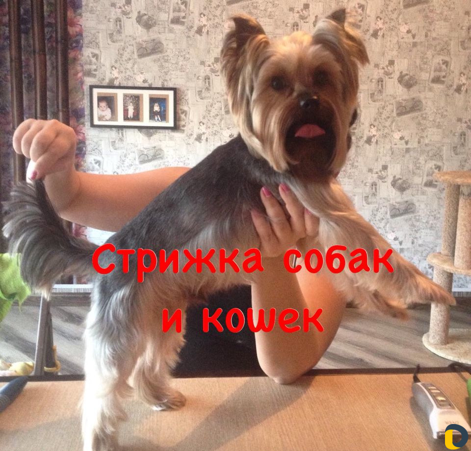 Стрижка кошек и собак
