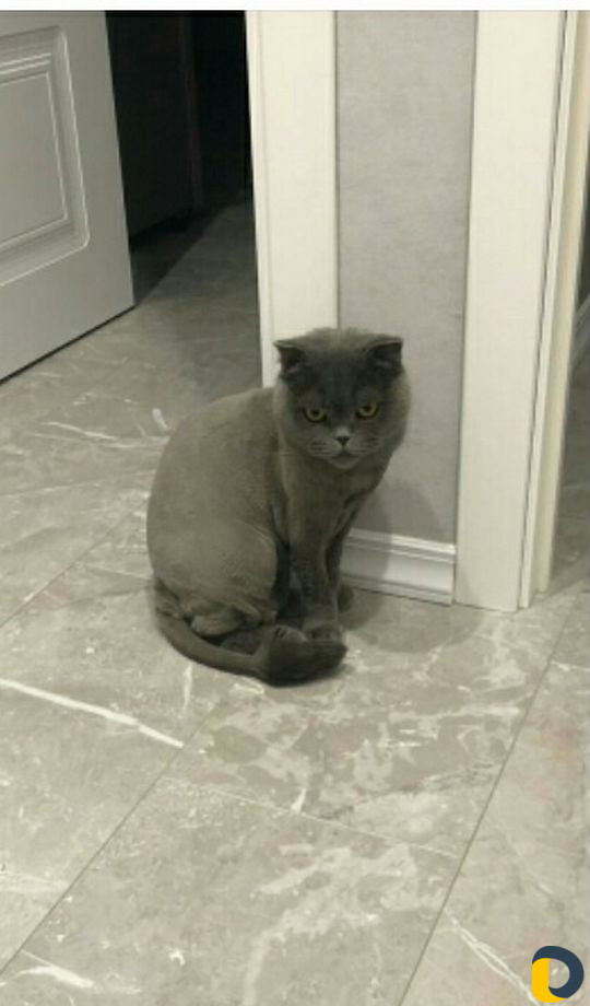 Стрижка кошек и собак