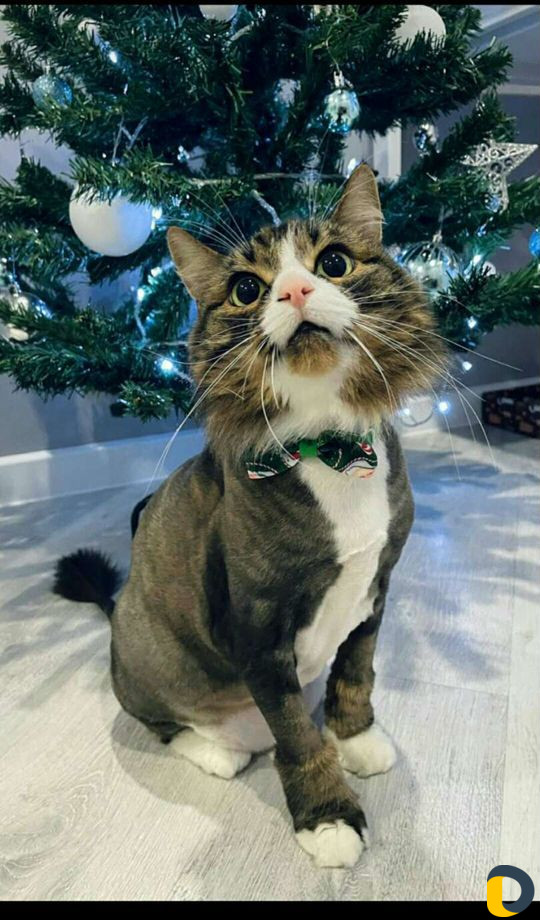 Стрижка кошек и собак