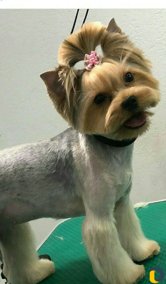 Стрижка кошек и собак