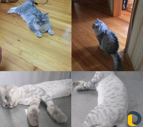 Стрижка кошек и собак