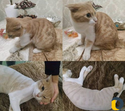 Стрижка кошек и собак