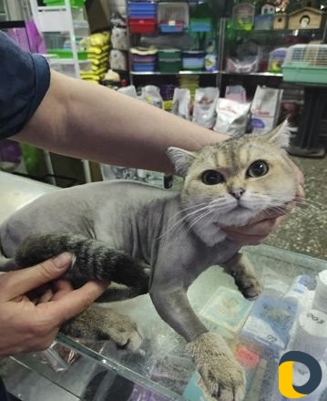 Стрижка кошек и собак