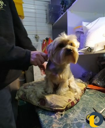 Стрижка кошек и собак