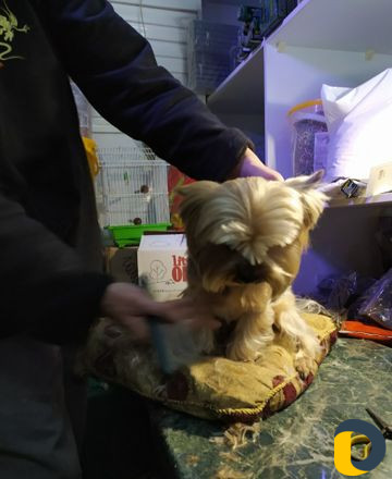 Стрижка кошек и собак