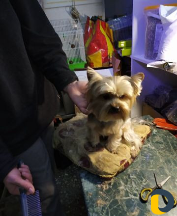 Стрижка кошек и собак