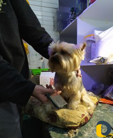 Стрижка кошек и собак