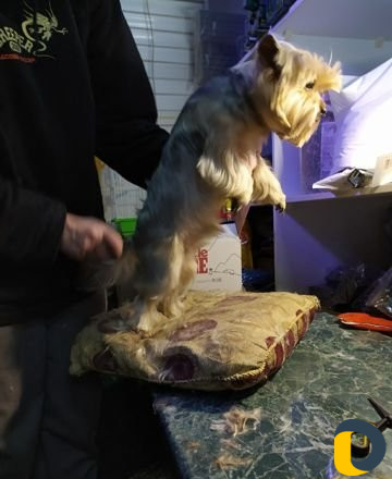 Стрижка кошек и собак