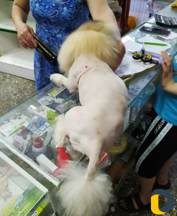 Стрижка кошек и собак