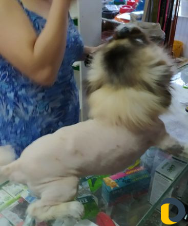 Стрижка кошек и собак