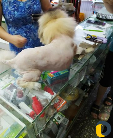 Стрижка кошек и собак