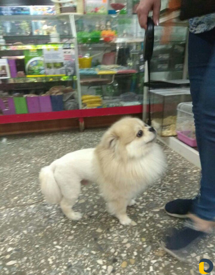 Стрижка кошек и собак