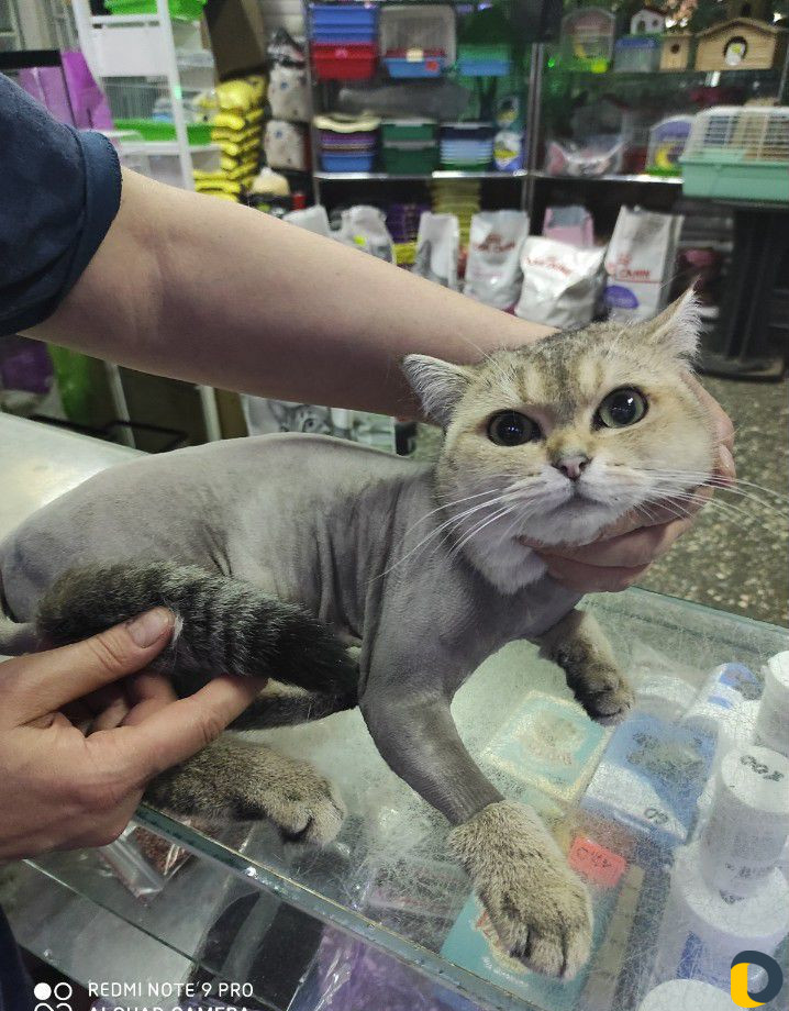 Стрижка кошек и собак