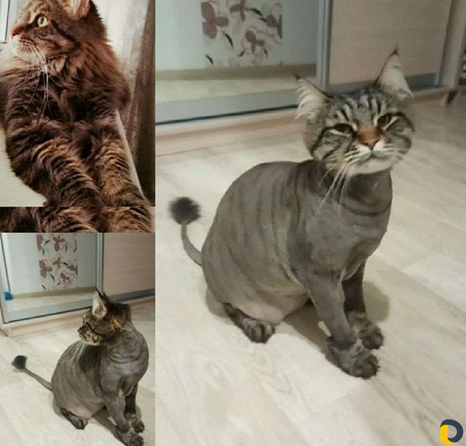 Стрижка кошек и собак. Выезд на дом