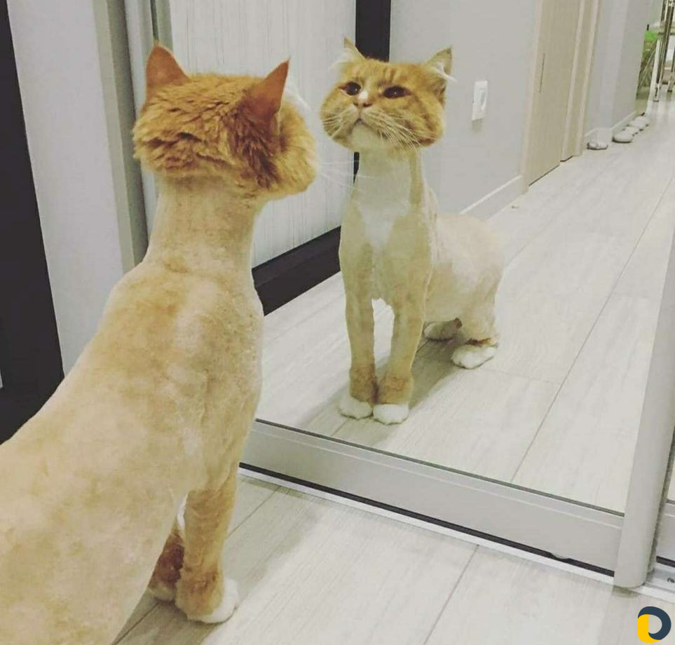 Стрижка кошек и собак. Выезд на дом