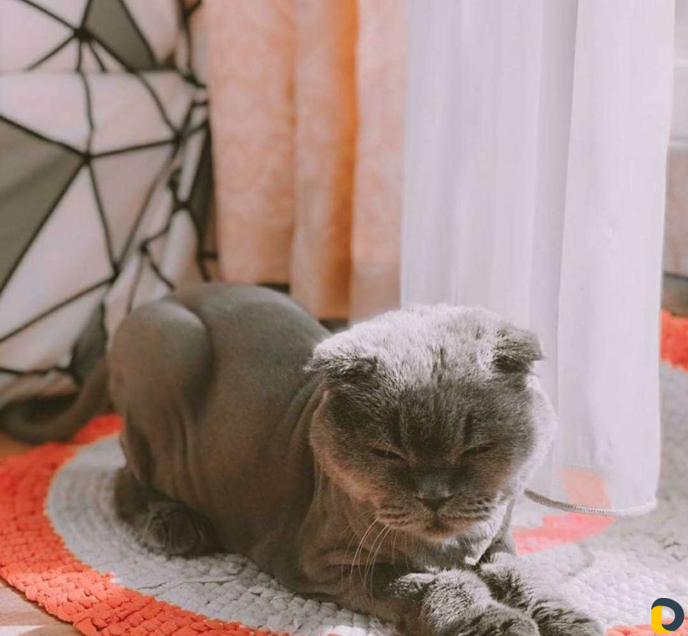 Стрижка кошек и собак. Выезд на дом