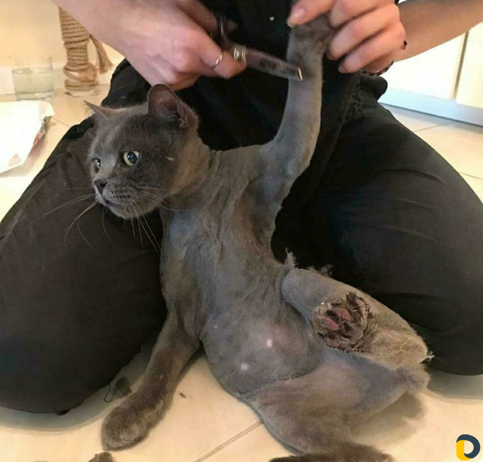 Стрижка кошек и собак. Выезд на дом
