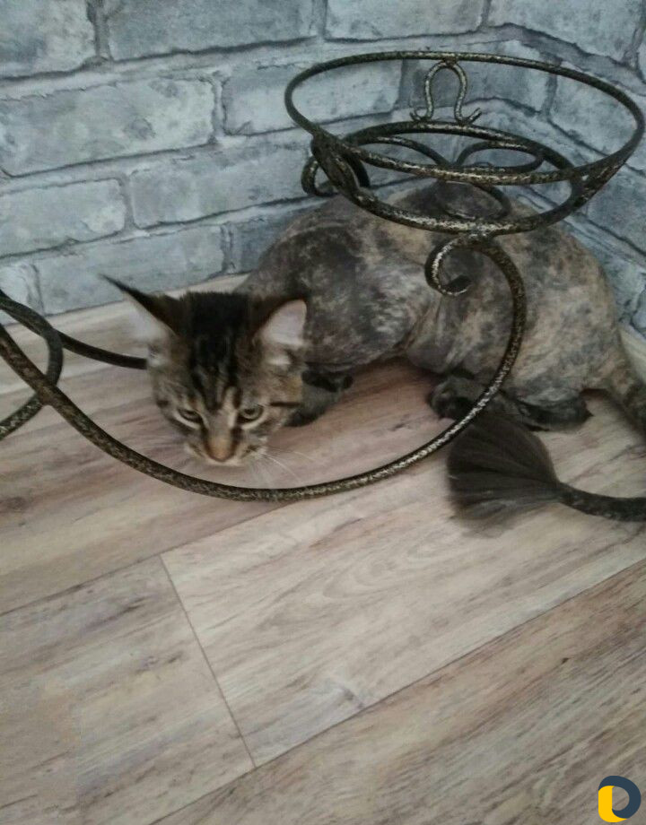 Стрижка кошек и собак (выезд)