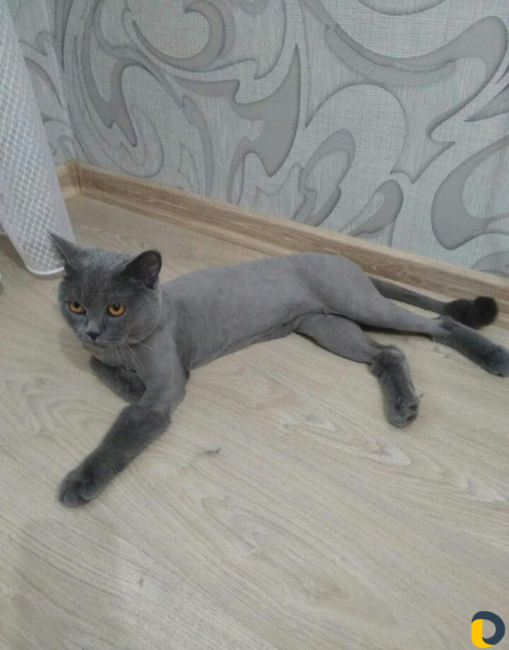 Стрижка кошек и собак (выезд)