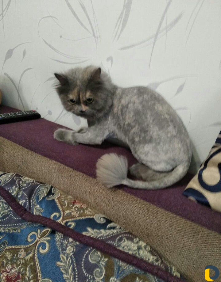 Стрижка кошек и собак (выезд)
