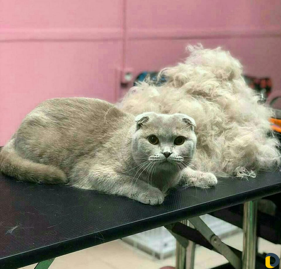 Стрижка кошек и стрижка собак, экспресс-линька