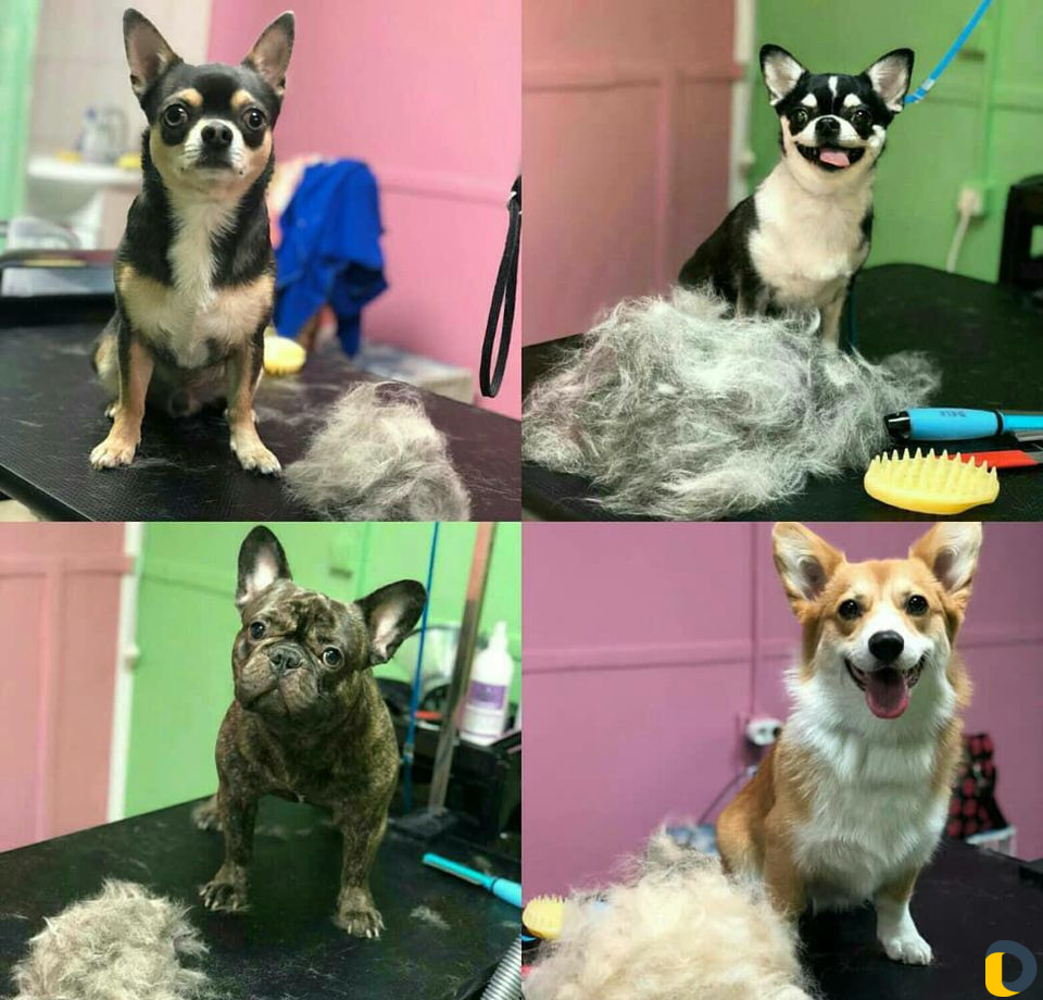 Стрижка кошек и стрижка собак, экспресс-линька