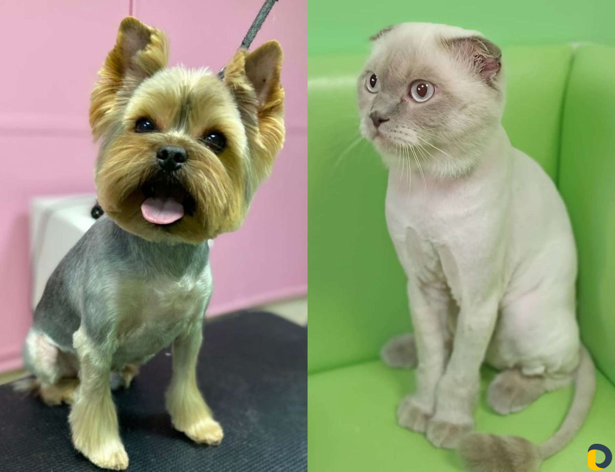 Стрижка кошек и стрижка собак, экспресс-линька