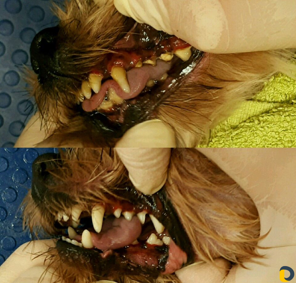 Стрижка кошек и стрижка собак, экспресс-линька