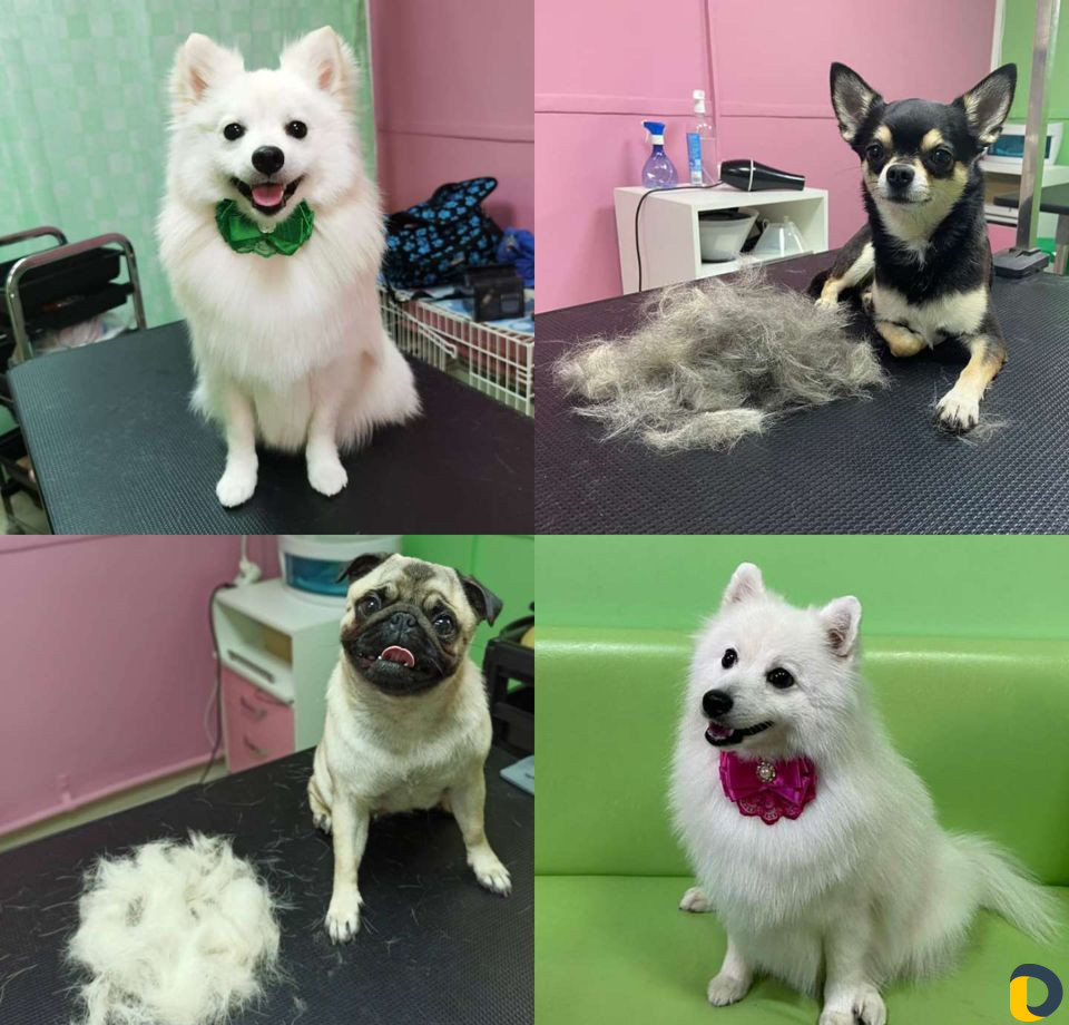 Стрижка кошек и стрижка собак, экспресс-линька