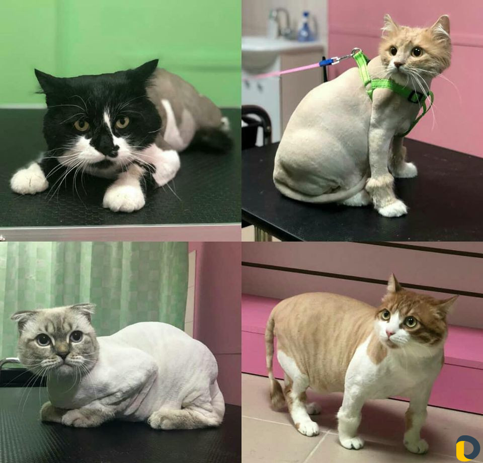 Стрижка кошек и стрижка собак, экспресс-линька