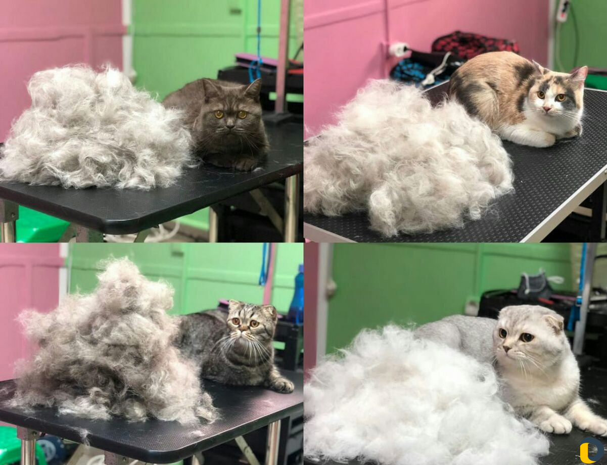 Стрижка кошек и стрижка собак, экспресс-линька