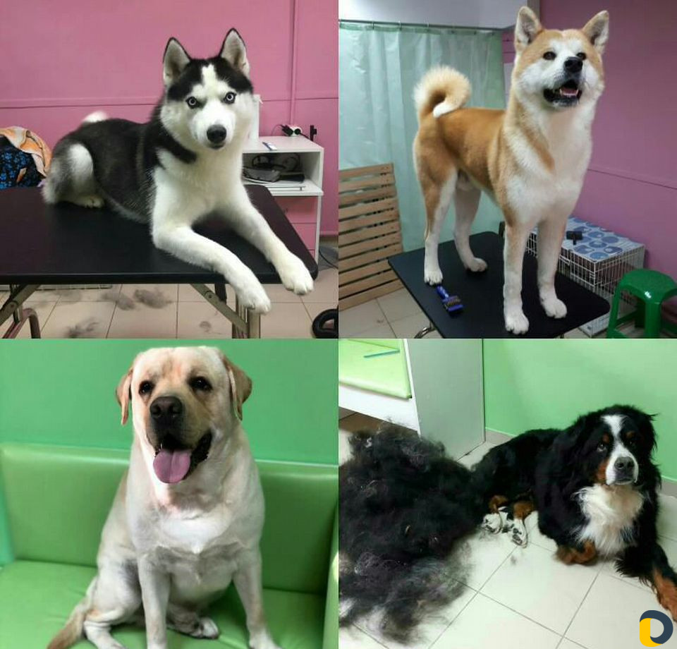 Стрижка кошек и стрижка собак, экспресс-линька