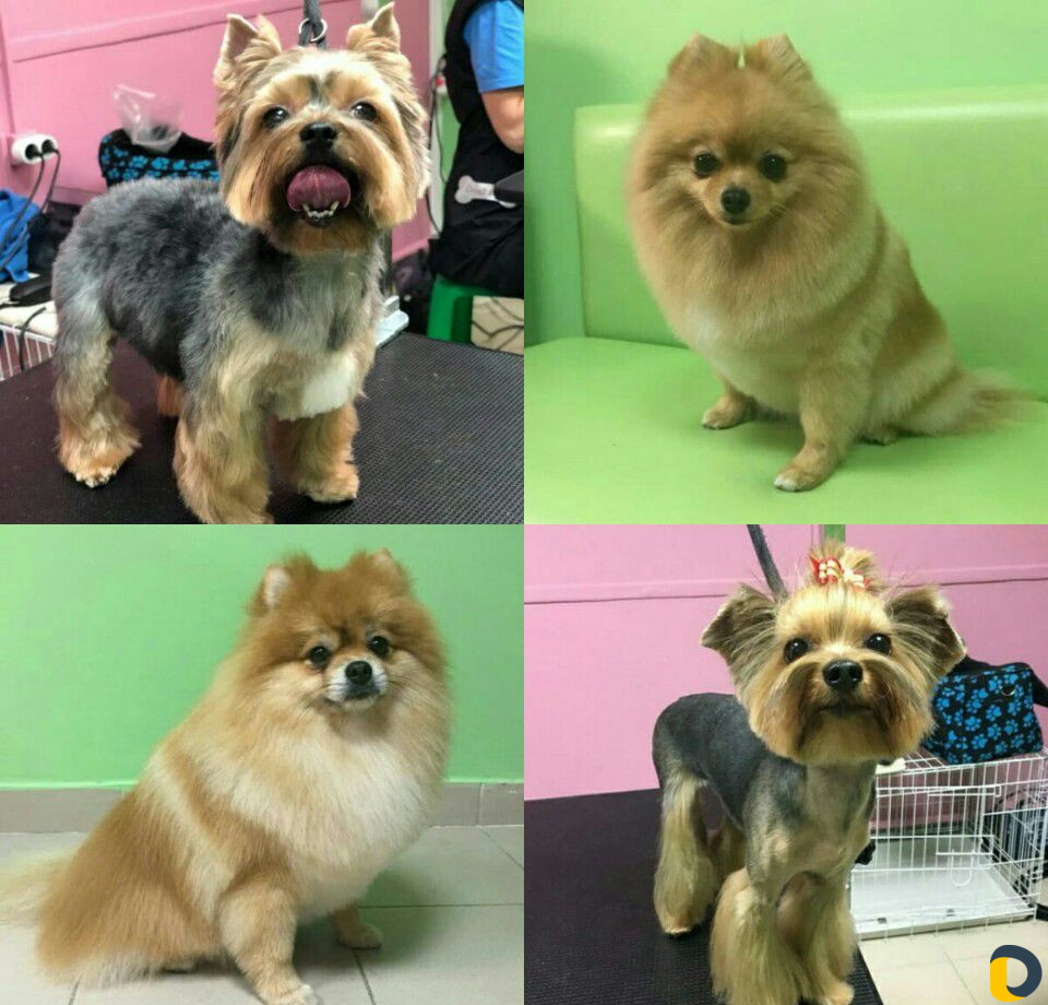 Стрижка кошек и стрижка собак, экспресс-линька