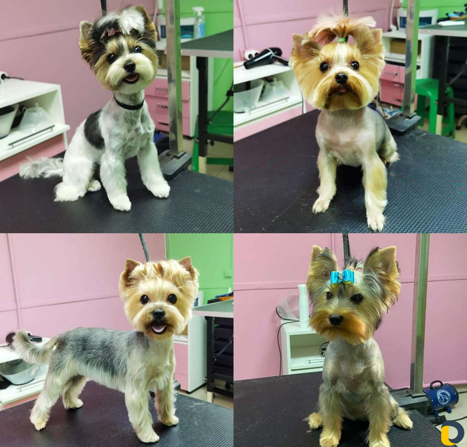 Стрижка кошек и стрижка собак, экспресс-линька