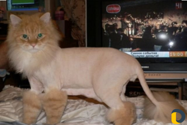 Стрижка кошек на дому любой породы