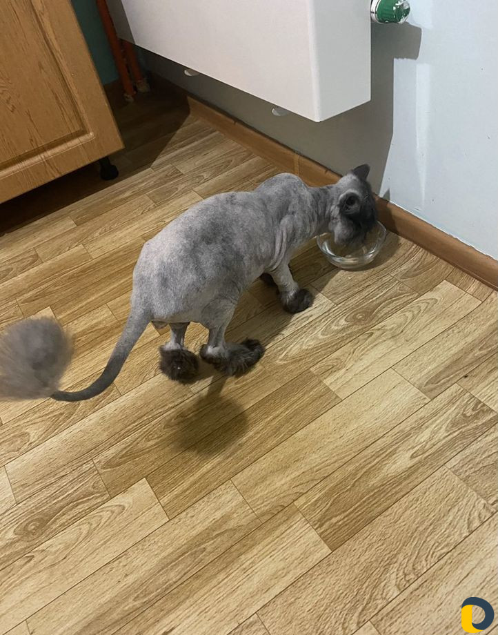 Стрижка кошек (у меня и с выздом к вам )