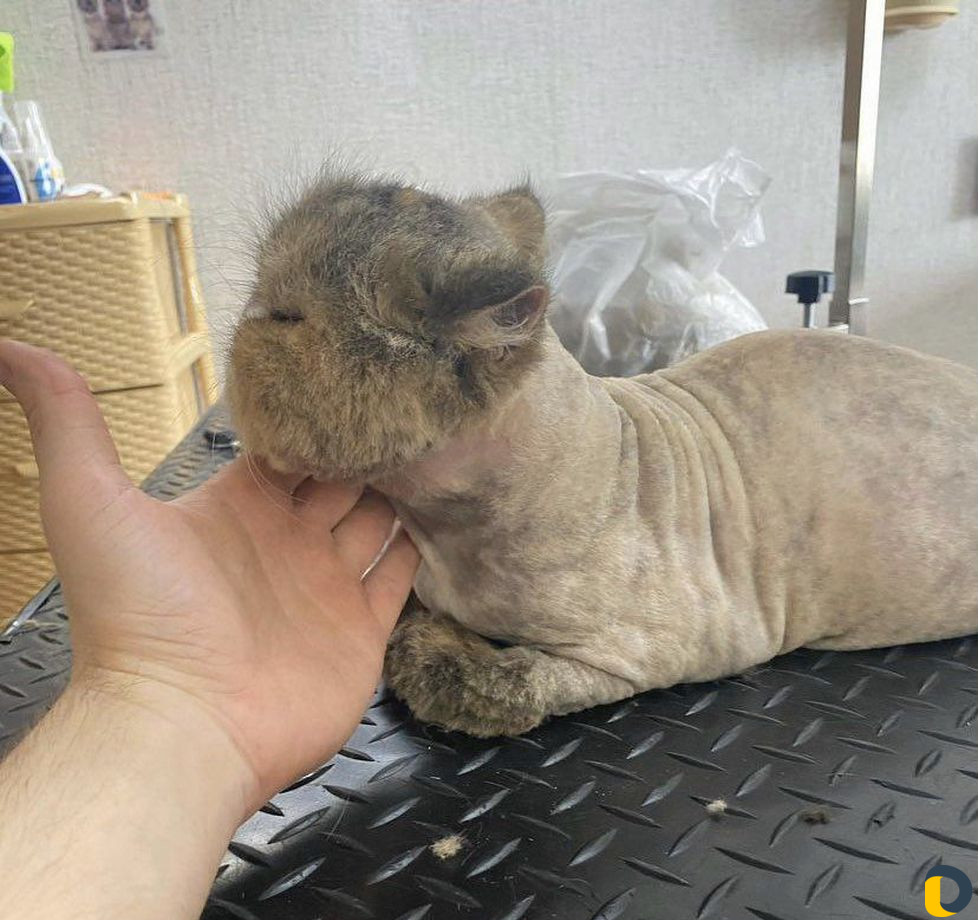 Стрижка кошек (у меня и с выздом к вам )