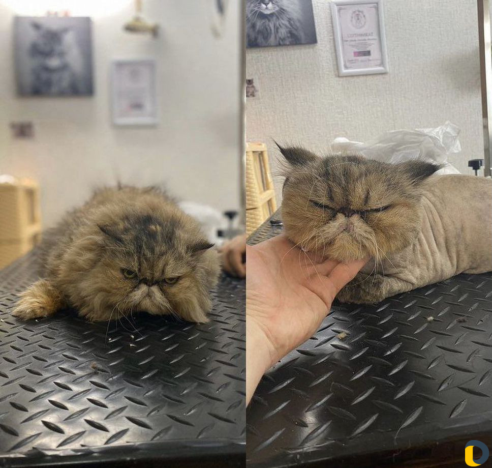 Стрижка кошек (у меня и с выздом к вам )