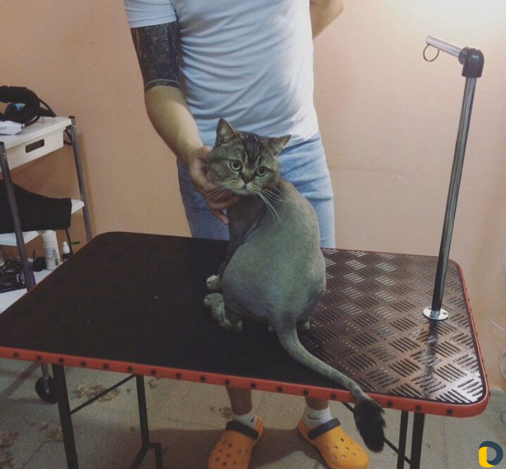 Стрижка кошек (у меня и с выздом к вам )