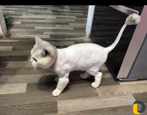 Стрижка кошек