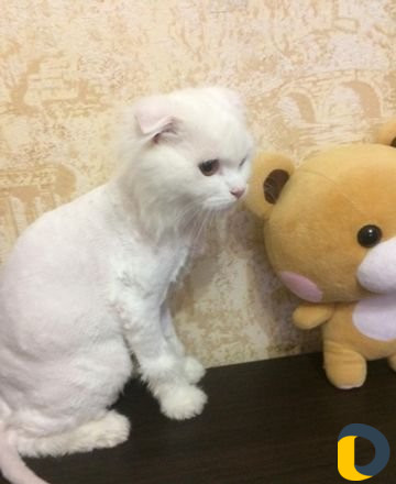 Стрижка кошек