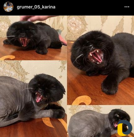 Стрижка кошек